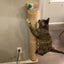 Cat Hammock Perch Thicker Columns Cat Wall Shelves Multi-Functions Cat Scratching Post Claw Sharpener Cat Tree Tower Furniture