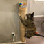 Cat Hammock Perch Thicker Columns Cat Wall Shelves Multi-Functions Cat Scratching Post Claw Sharpener Cat Tree Tower Furniture