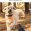 ROJECO Electric Dog Training Collar Digital Rechargeable Remote Control IPX7 Waterproof Vibrator Pet Dog Bark Stop Shock Collar