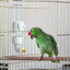 Birds Water Feeder Automatic Bird Cage Suspended Waterer Parakeet Water Dispenser Budgie Drink Acrylic Drinker Bottle For Canary