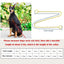 Metal Chain Dog Show Collar Pet Slip Collar for Shows Fine Brass Snake Choke Chain Collar Adjustable for Small Medium Large Dogs