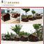 Large new solid wood kennel outdoor waterproof dog house with mat and cold-proof pet dog cage carbonized golden retriever woo