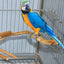 Natural Parrot Perch Bird Stand Tree Stick Paw Grinding Fork Parakeet Climbing Bird Standing Branches Toys Birdcage Accessories