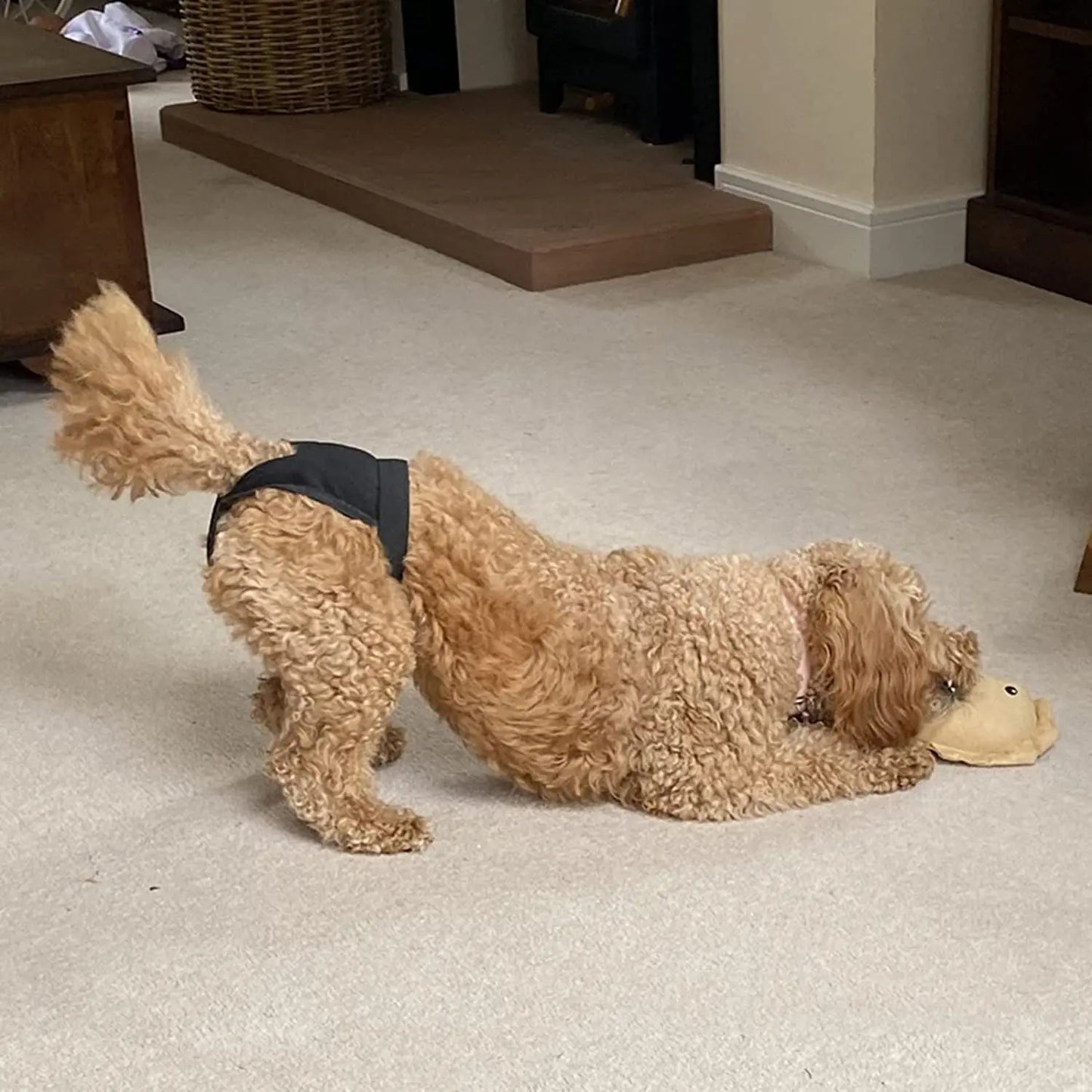 Female Dog Panties Adjustable Pet in Heat Menstrual Sanitary Physiological Pants Reusable Diapers for Small Medium Large Dogs