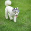 Dog Baseball Hat Pet Outdoor Sun Protection Visor Hat Ear Holes Dog Hats Lightweight Comfort Pet Hat For Outdoor Enthusiasts