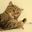 Cat Toys Catnip Chew Toys Funny Cigarette Design Cat Molar Toothpaste Stick Natural Actinidia Silvervine Pet Cat Cleaning Teeth
