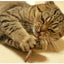 Cat Toys Catnip Chew Toys Funny Cigarette Design Cat Molar Toothpaste Stick Natural Actinidia Silvervine Pet Cat Cleaning Teeth