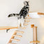 Wall Mounted Cat Shelves Wood Cat Lookout Climbing Shelf Kitten Wall Climbing Tree Furniture Four Step Stair Indoor Cat Hammock