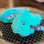 Dog Plush Toy Training Pet Toy Interactive Dog Treat Toy Seashell Pearl Shaped Dog Plushie For Backyard Lawn Pet House Garden