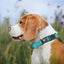 GPS Collar For Dogs Reflective Tracking Collars Reflective Dog Collar Pet Collars Adjustable For Cats Kittens Dogs Puppies