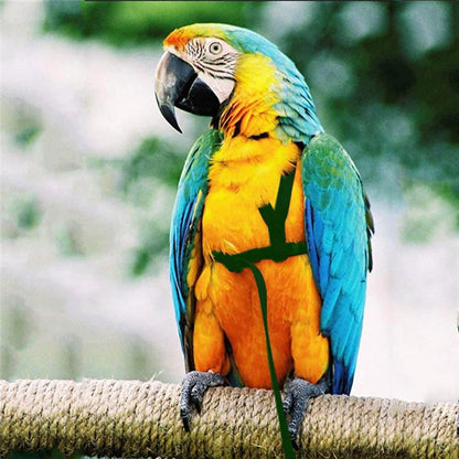 Training Flying Traction Rope Anti-Bite Training Rope Bird Parrot Flying Rope Parrot Harness Bird Harness Leash