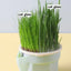 Hierarchical Design Cat Grass Cultivation Cup with Soilless Cultivation Reusable Catnip Growing Container Seed Germination Tray