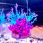 Artificial Silicone Underwater Coral Aquarium Fish Tank Simulation Decoration Aquarium Backgrounds Plants Water Grass Decora