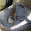 Pet Dog Bed Clearance 2025 Non Use Limited Stock Small Medium York Dog Sleeping Napping Mattress Winter Warm Home