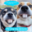 Pet CorgiDog False Teeth Toy Rabbit Front BuckTeeth Cover Funny Puppy Dentures Pet Decorating Cosplay Halloween Costume