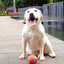 Dog Squeaky Rubber Toys Dog Latex Chew Toy Puppy Sound Toy Animal Bite Resistant Train Dog Supplies for Small Medium Large Dog