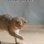 Cat Interactive Ball Smart Pet Cat Toys Indoor Automatic Rolling Magic Ball Electronic Interactive Cat Toy Cat Game Accessories