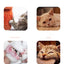 Simulation Feather Interactive Cat Toy Satin Ribbon Bell Cat Stick Toys Kitten Playing Teaser Wand Toy Cat Supplies Accessories
