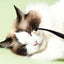 Dog Eye Comb Effective Tear Stain Comb Removes Tear Stains Eye-poop Comb Pet Eye Cleaning Brush Pet Clean Supplies Tool