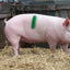 Livestock Markers Pencil Crayon For Marking Farm Livestock Livestock Breeding Crayon Animal Husbandry Markers For Horses Cattles