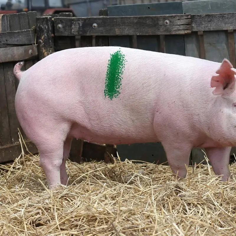 Livestock Markers Pencil Crayon For Marking Farm Livestock Livestock Breeding Crayon Animal Husbandry Markers For Horses Cattles