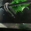1PCS Durable U Shaped Glass Tube Aquarium CO2 Diffuser Check Valve Fish Tank Tube 3 Sizes U Tube 10mm 15mm 20mm