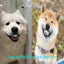 Pet CorgiDog False Teeth Toy Rabbit Front BuckTeeth Cover Funny Puppy Dentures Pet Decorating Cosplay Halloween Costume
