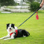 Dog Poop Bag Dispenser Portable Thicker Poop Bag Holder Durable Poop Bag Dispenser Carrying Strap Included for Walking Running