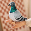 Simulation Pigeon Plush Toy Cartoon Birds Peace Dove Doll Doll Children Doll Gift Wholesale
