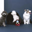Creative Ring Box Plush Toy Love Diamond Ring Case Stuffed Pet Chew Toy Sounds Puppies Kids Cute Soft Dog Bitter Interested Toys