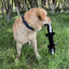 Dog Plush Toy Birthday Gift For Large Medium And Small Dogs Fun Pet Toys Plush Unfilled Animal Skins Skunk Fleece Squeak Toys