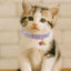 Pet Collar Adjustable Colorful Lace Flower Cat Collar Cute Product Kitten Cat Necklace Pet Dog Puppy Collar Bell Accessory O3N2