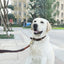 Adjustable Real Leather Dog Collar for Small Medium Large Dogs Genuine Leather Dog Collar with Strong Alloy Buckle Pet Supplies