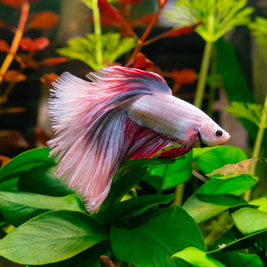UXCELL 2/4 Pcs Aquarium Artificial Plastic Plants Betta Fish Leaf Pad with Suction Cup Betta Bed Leaf Hammock Resting Hide Decor