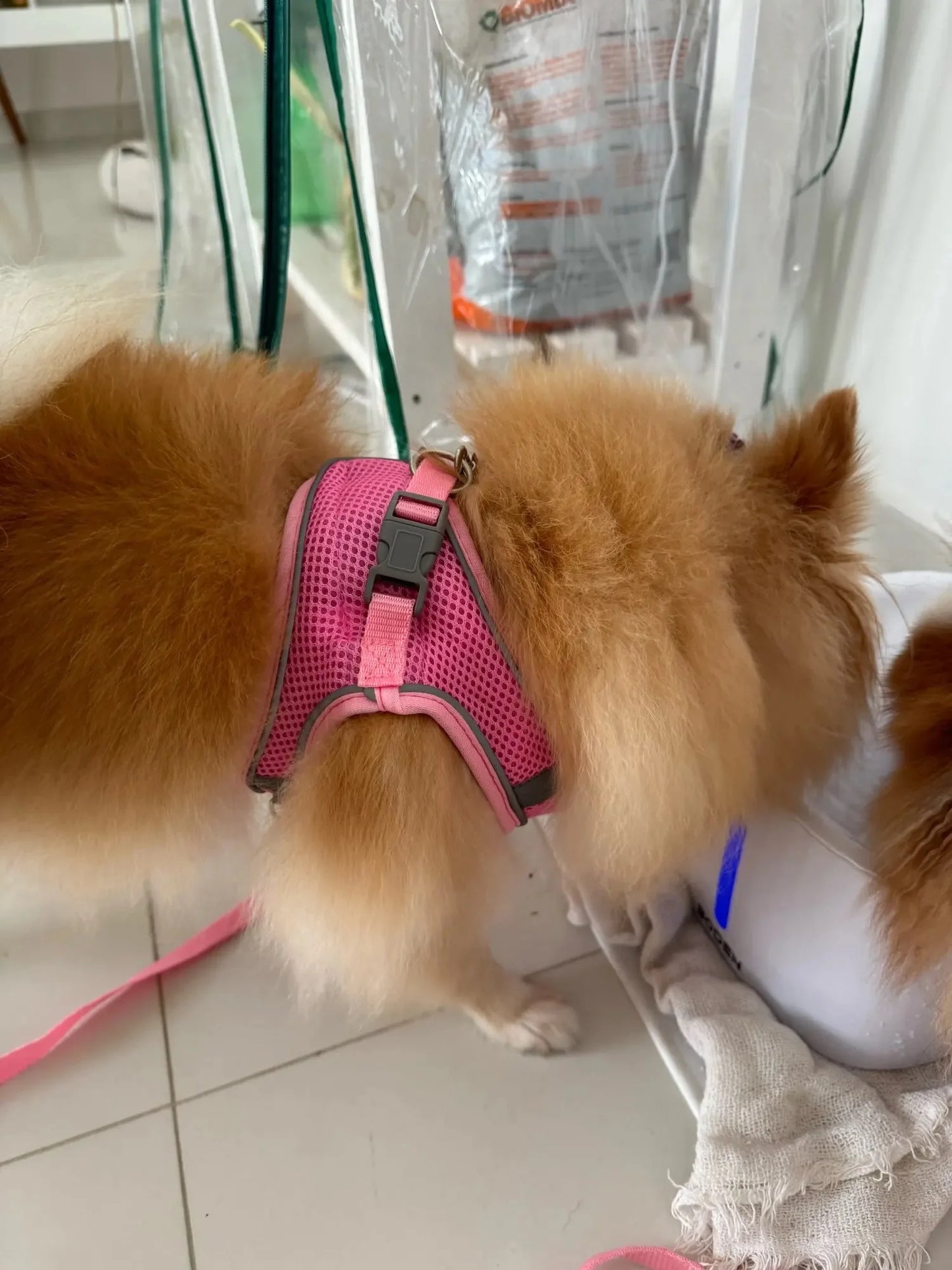 Pet dog Harness Leash Set for Small Dogs Adjustable Puppy Harness Vest French Bulldog Chihuahua dog harness and leash set  puppy