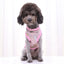 2023 New Classic Stripe Shirt Dog Clothes For Small Dogs Summer Chihuahua Tshirt Cute Puppy Vest Yorkshire Terrier Pet Clothes