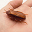 Realistic Vibration Moving Cockroach Toy, Electric Crawl Toy, Battery Powered Spider with Realistic Vibration Movement