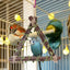 Bird Cage Hammock Swing Toy Woven Cage Hammock Parrot Swing Toy Teeth Care Bird Climbing Hammock Playing For Parrots Parakeets