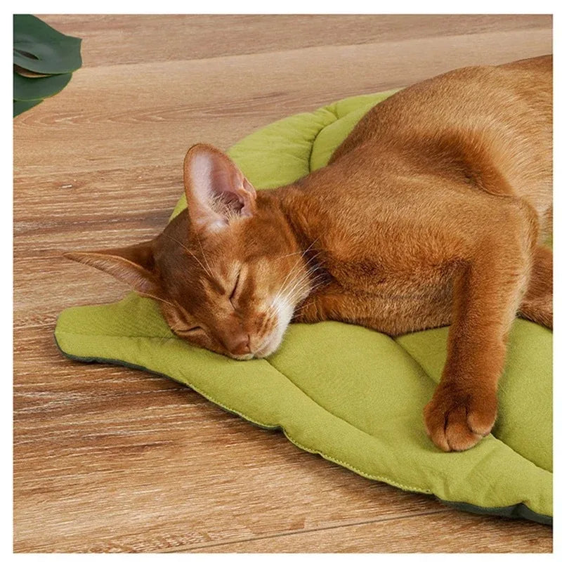 Kitten Bed Cats All Things Pet Accessory Houses House Products Beds Accessories Dog Mat Supplies Cushions Habitats Basket Puppy