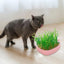 Cat Grass Growing Kit Whale Shape Cat Grass Pot Layered Design Soillness Hydroponic Sprout Tray Hollow Planting Box for Cats