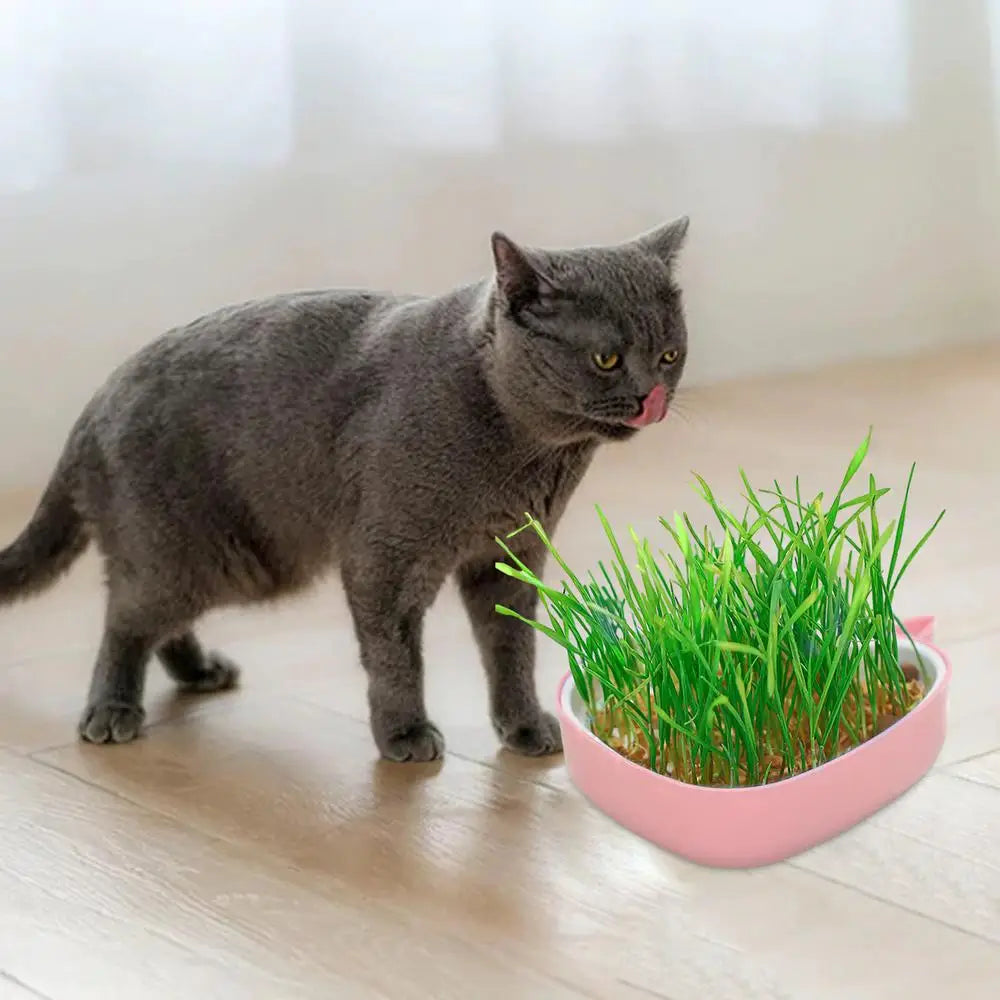 Cat Grass Growing Kit Whale Shape Cat Grass Pot Layered Design Soillness Hydroponic Sprout Tray Hollow Planting Box for Cats