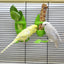 1pcs Bird Cuttlebone Holder Bird Cage Feeding Holder Vegetable Fruits Cuttlebone Holder for Parrot Budgies Parakeet Cockatiel