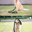 Durable Nylon Dog Collar Leash Set Traction Rope Medium Big Dog Walking Accessories Labrador Husky P-Chain Travel Pet Products