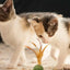 Catnip Ball Feather Cat Toy Ball Feather Cat Tooth Cleaning Cat Toy Catnip Ball Interactive Chew Catnip Pet Supplies