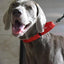 Martingale Heavy Duty Nylon Dog Collar for Small, Medium, Large Breeds Adjustable Safety Training Collar