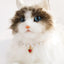 Pearl Chain Accessories for Cats Zircon Heart Pet Products Small Medium Puppy Neck Wear Wedding Birthday Gift Pet Dog Collar