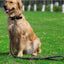No Pull Leather Dog Leash Durable Cowhide Braided Dog Leash Buffer Spring Design for Training Walking Large and Medium Dogs Pets