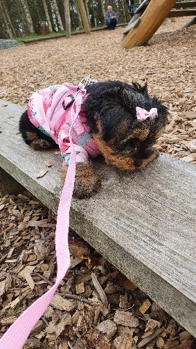 Xs Dog Clothes for Small Dogs Girl Puppy Clothing for Small Dogs Boy Cat Jacket Personalise Pet Shirts for Pug Chihuahua Bulldog