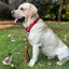 Martingale Heavy Duty Nylon Dog Collar for Small, Medium, Large Breeds Adjustable Safety Training Collar