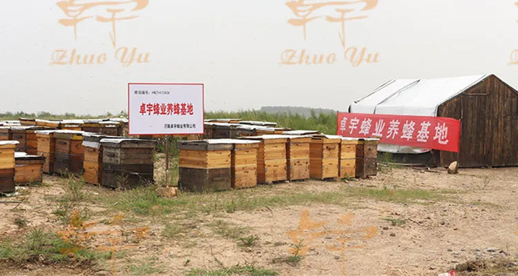 Beekeeping Equipment Plastic Polystyrene  Bee Hives Langstroth Plastic Beehive For Apis Mellifera